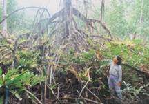 BigMangrove_Brazil.jpg